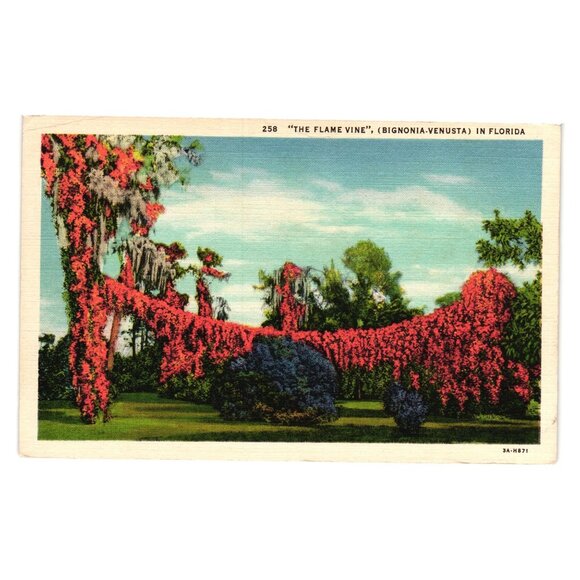 Flame Vine Bignonia Venusta Vintage Postcard Florida Landscape Scene Roadside - Picture 1 of 2